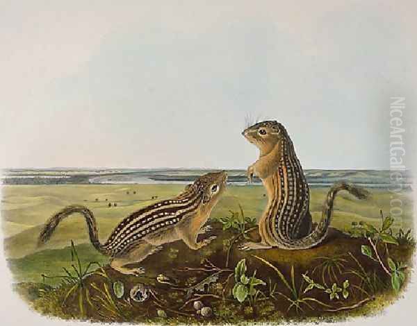 Leopard Spermophile Spermophilus Tridecemlineatus Oil Painting by John James Audubon