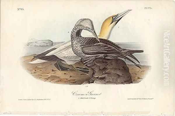 Common Gannet Oil Painting by John James Audubon