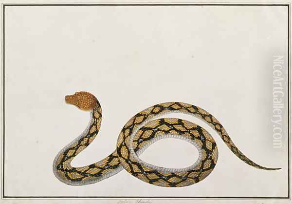 Oolur Chinde, from 'Drawings of Animals, Insects and Reptiles from Malacca', c.1805-18 Oil Painting by Anonymous Artist