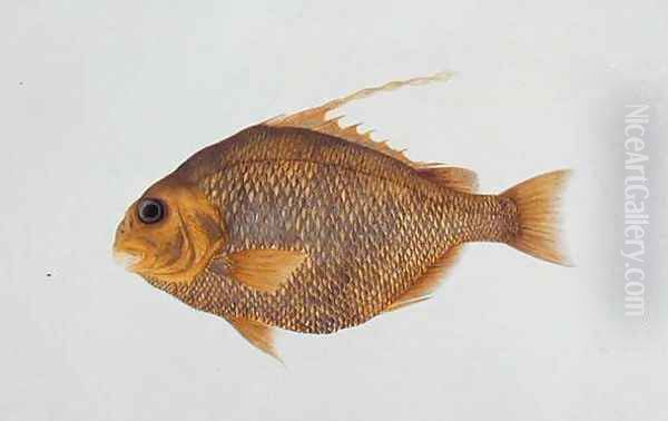 Eekan Batoo, from 'Drawings of Fishes from Malacca', c.1805-18 Oil Painting by Anonymous Artist