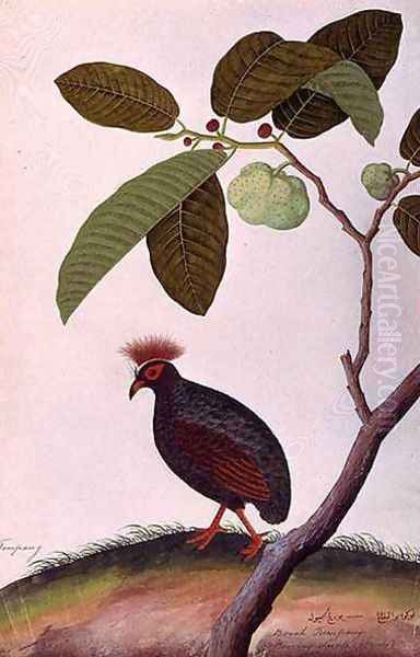 Booah Tumpang, from 'Drawings of Birds from Malacca', c.1805-18 Oil Painting by Anonymous Artist