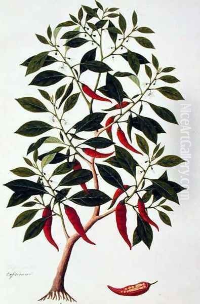 Chilly or Capsicum, 'Drawings of Plants from Malacca', c.1805-18 Oil Painting by Anonymous Artist