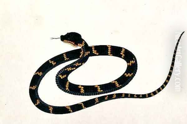 Oolur Sawa, from 'Drawings of Animals, Insects and Reptiles from Malacca', c.1805-18 Oil Painting by Anonymous Artist