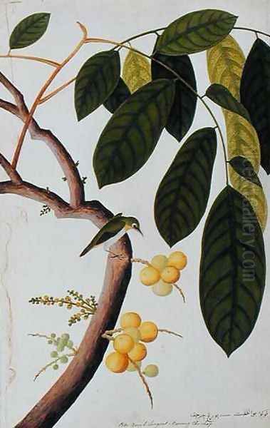 Poko Booah Laugsat, Boorong chi-chap, from 'Drawings of Birds from Malacca', c.1805-18 Oil Painting by Anonymous Artist