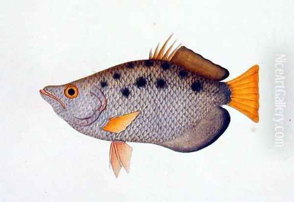 Poompit Soompit, from 'Drawings of Fishes from Malacca', c.1805-18 Oil Painting by Anonymous Artist