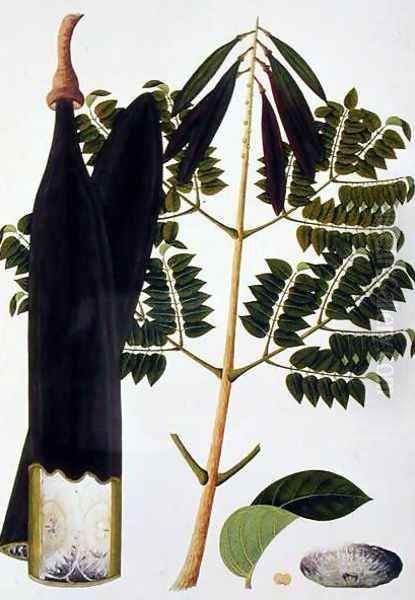 Kachang Kayoo or Bignonia Indica, from 'Drawings of Plants from Malacca', c.1805-18 Oil Painting by Anonymous Artist