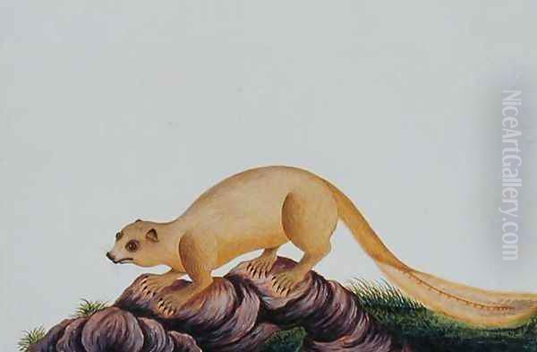 Squirrel, Toopay ching Krawa Pootey, from 'Drawings of Animals, Insects and Reptiles from Malacca', c.1805-18 Oil Painting by Anonymous Artist