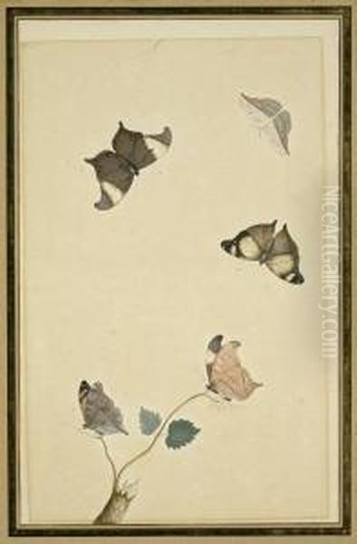 Studienblatt Mit Schmetterlingen Und Einem Zweig Oil Painting by Nicolas Struyk