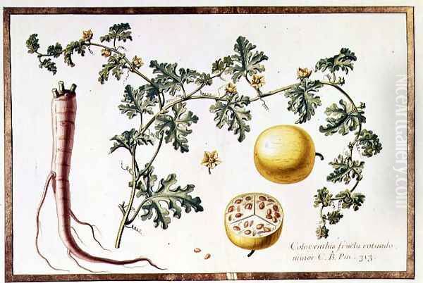 Citrullus Colocynthius Oil Painting by Claude Aubriet