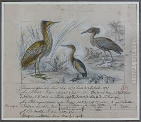 Le Blonjos, Le Butor Stellaris,l'ombrette Du Senegal Oil Painting by Edouard Travies