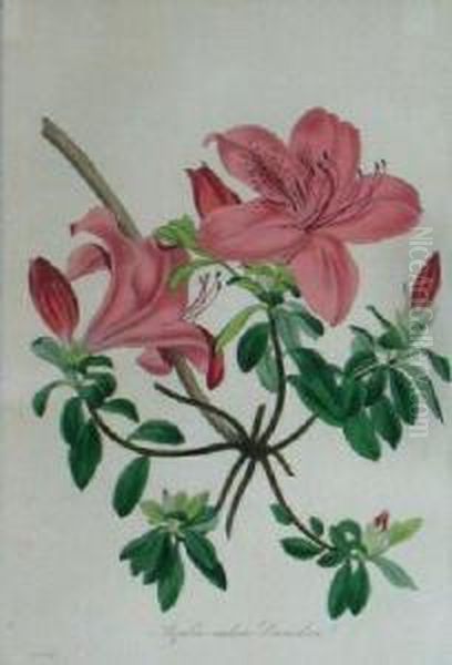 Naegelia Oil Painting by Horto Van Houtteano