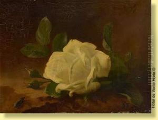 Larose Et L'insecte Oil Painting by Edward Van Rijswijck