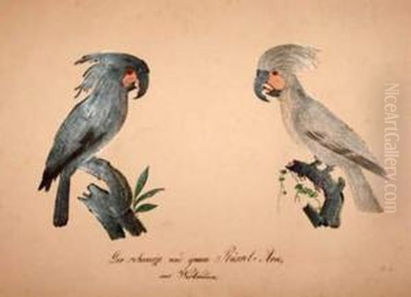 Two WestIndinan Parrots ... Oil Painting by Franz Anton von Scheidel