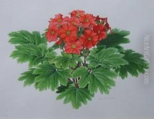 'primala Simensis, 'dazzler' Oil Painting by John B. Wilkinson