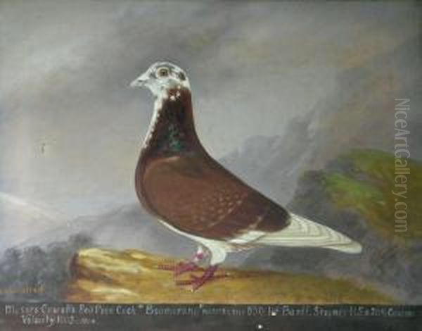 Messrs Cowell's Red Pied Cock 'boomerang' Oil Painting by Edward Henry Windred
