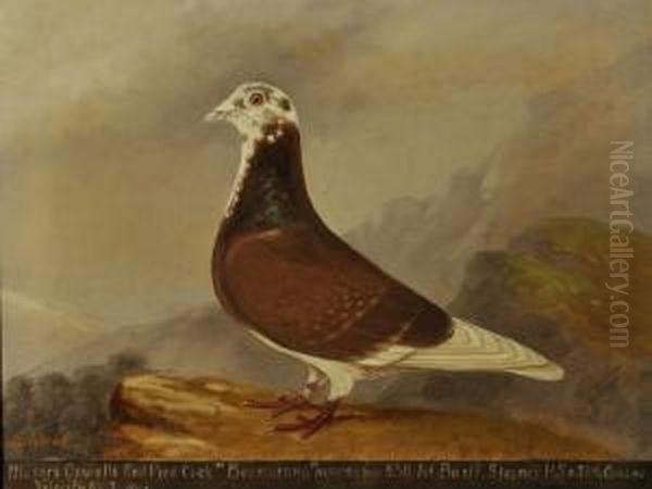 A Racing Pigeon 'boomerang' Oil Painting by Edward Henry Windred