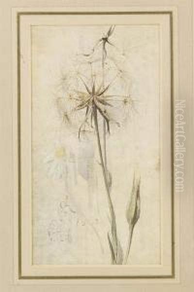 Wild Flowers, Meadow Brown On Hound's Tongue And Goat's Beard In Seed Oil Painting by Edwin Alexander