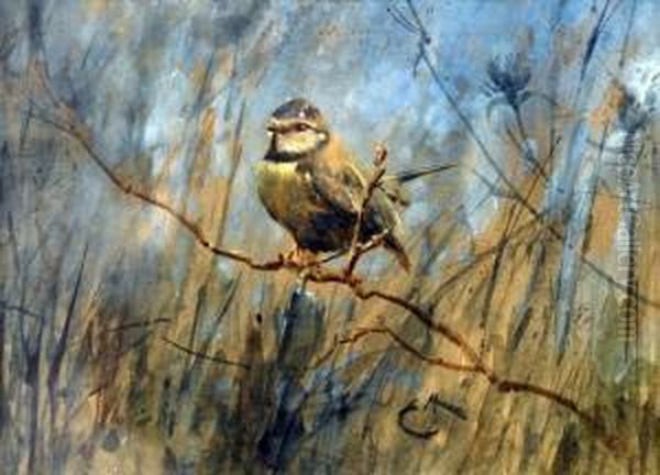 Blue Tit On A Branch Oil Painting by Edwin Alexander