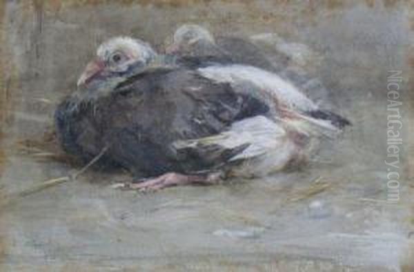 Young Pigeons Oil Painting by Edwin Alexander