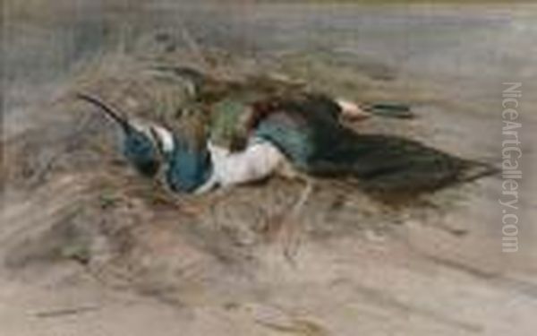 Dead Lapwing Oil Painting by Edwin Alexander