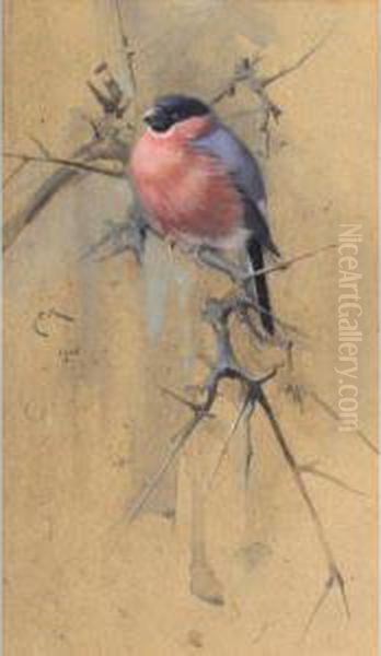 Bullfinch On Twigs Oil Painting by Edwin Alexander