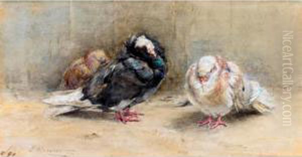 A Trio Of Sleeping Pigeons Oil Painting by Edwin Alexander