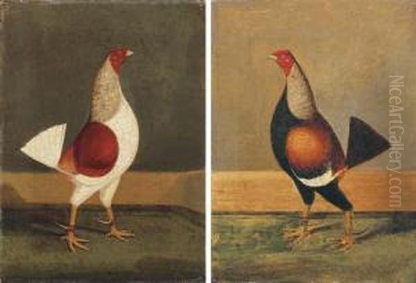 Fighting Cocks Oil Painting by Henry Jr Alken