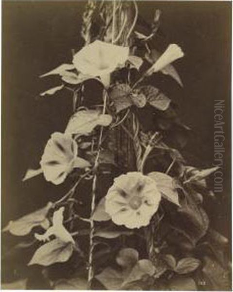 Etudes De Fleur Oil Painting by Charles Aubry