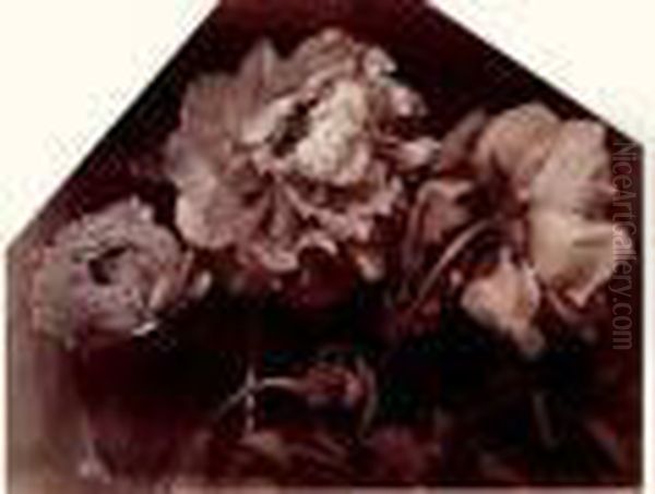 Etude De Pivoines, Vers 1865 Oil Painting by Charles Aubry