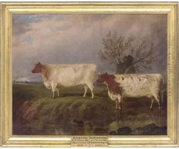 Modish, A Three-year-old Cow And The Baroness, A Three-year-old Cow Oil Painting by James Walsham Baldock
