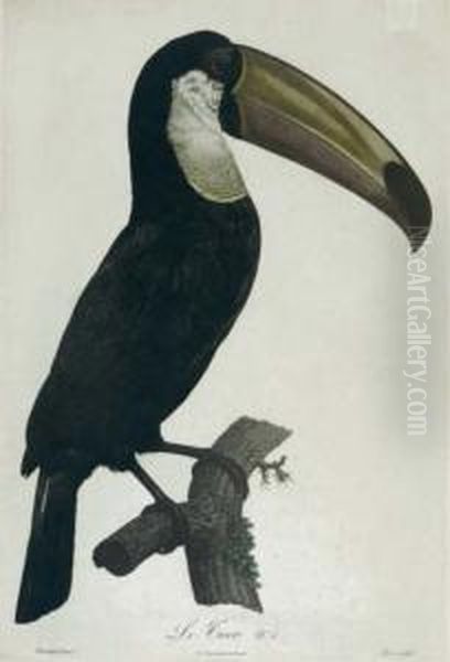 Le Coco: Together With Two 
Scenic Lithographs Of London And One Engraving Of A Hunting Scene Oil Painting by Jacques Barraband