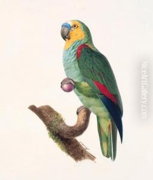 Amazone A Front Bleu, Male - 
Blue-fronted Amazon, Male - Amazona Aestiva. Native To South America. Oil Painting by Jacques Barraband