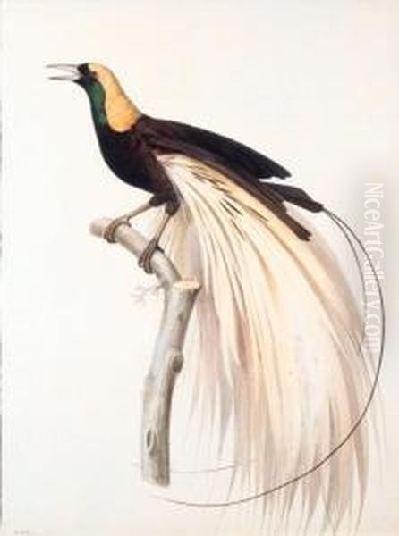 Le Grand Oiseau De Paradis 
Emeraude, Male - Greater Bird Of Paradise, Male - Paradisaea Apoda. 
Native To New Guinea. Oil Painting by Jacques Barraband