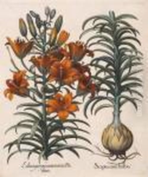 Balaustia, Prunus Myrobalanus 
Rotundus, Mala Armeniaca; Lilium Purpureum, Scapus Cum Bulbo Oil Painting by Basilius Besler