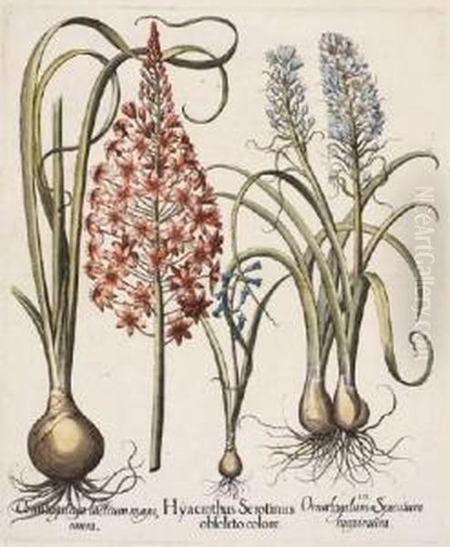 Hyacinthus Serolinus Obsoleto 
Colore; Muscari Obsoleto Albo Flore; Pseudo Narcissus; Colchicum Vulgare
 Purpura Oil Painting by Basilius Besler