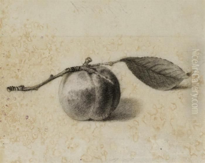 Ensemble De Quatre Dessins 
Representant Des Etudes D'abricots, Decoings Et Une Grappe De Raisins Oil Painting by Pancrace Bessa