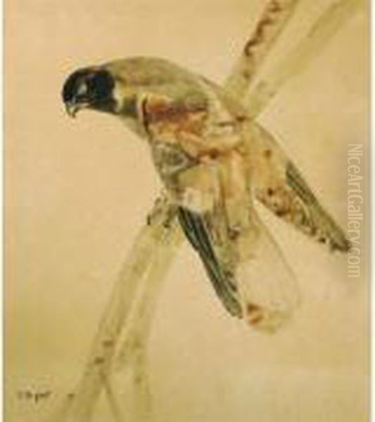 Rapace Sur Une Branche Oil Painting by Raymond Bigot
