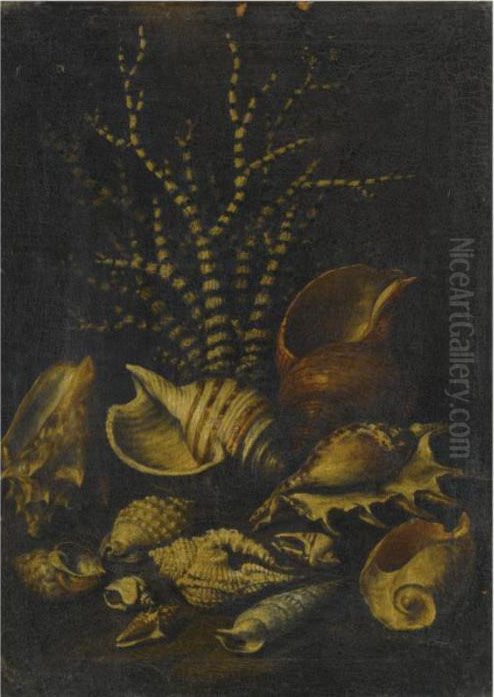 A Still Life With A Lambis 
Lambis, A Cypraea, A Cymatiide, Acenithium, A Galaodea And Other Shells Oil Painting by Bartolommeo Bimbi