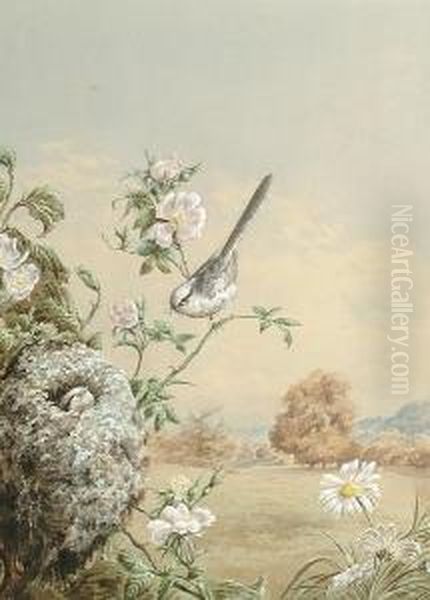 A Long-tailed Tit Taking Food To Her Young Oil Painting by Harry Bright