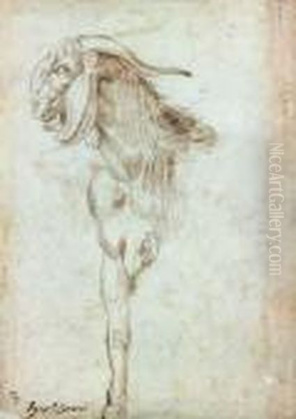 Etudes De Chevres, Recto-verso Oil Painting by Agostino Carracci