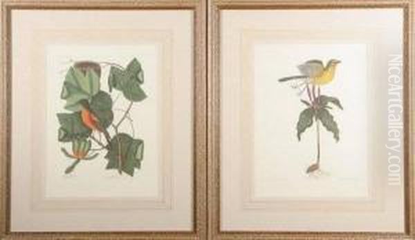 The Tulip Tree And The Baltimore
 Bird, Oenanthe Americana, Willow Oak And Largest White Bill'd 
Woodpecker, Live Oak And The Large Red Crested Woodpecker, Coco Plum And
 The White Crown Pigeon, And Two Others. Color Lithographs Oil Painting by Mark Catesby