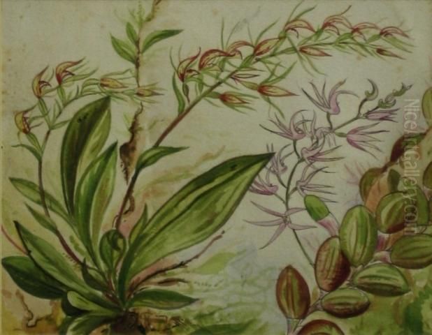 Untitled Oil Painting by Neville, Will. Cayley Jnr.