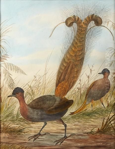 Lyre Bird Oil Painting by Neville Henry Peniston Cayley