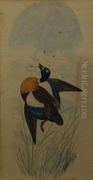 Teal Duck Shot In Flight Oil Painting by Neville Henry Peniston Cayley
