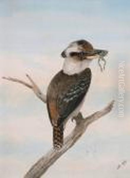 Senior Kookaburra With Frog Oil Painting by Neville Henry Peniston Cayley