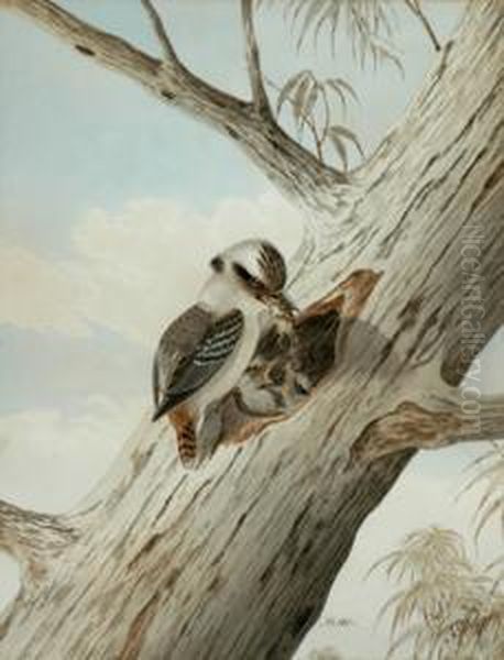Snr Kookaburrafeeding Young 
With Mouse Watercolour Signed 'n. Cayley Sydney No.103' Lower Right 36.5
 X 28 Cm Oil Painting by Neville Henry Peniston Cayley