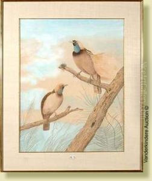 Deuxoiseaux Exotiques Sur Une 
Branche, Aquarelle Sur Papier. Signee Enbas A Droite Neville Cayley. 
Ecole Australienne. Dim.: 64x50cm Oil Painting by Neville Henry Peniston Cayley