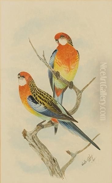 A Pair Of Rosellas; A Pair Of Lorikeets Oil Painting by Neville Henry Peniston Cayley