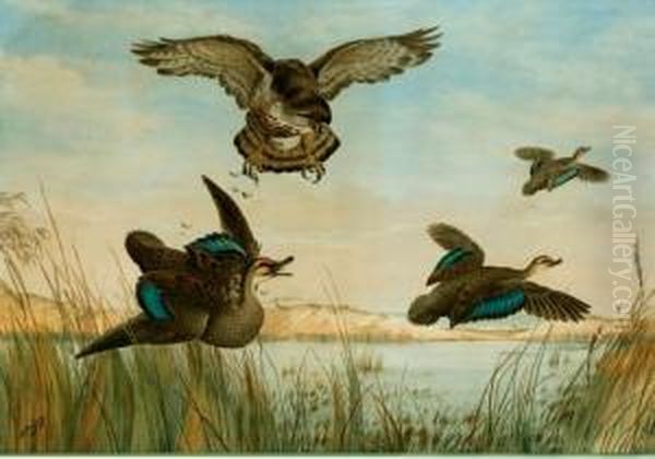 Hawk Attacking Three Ducks Oil Painting by Neville Henry Peniston Cayley