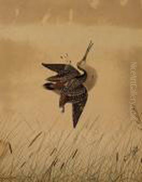 Snipe Oil Painting by Neville Henry Peniston Cayley